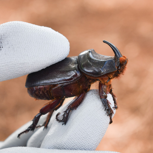 Coconut Rhinoceros Beetle