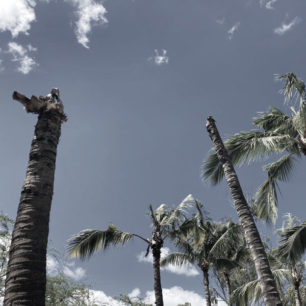 Dead coconut trees