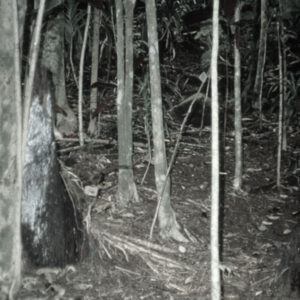 Invasive Species - Hawaiʻi Invasive Species