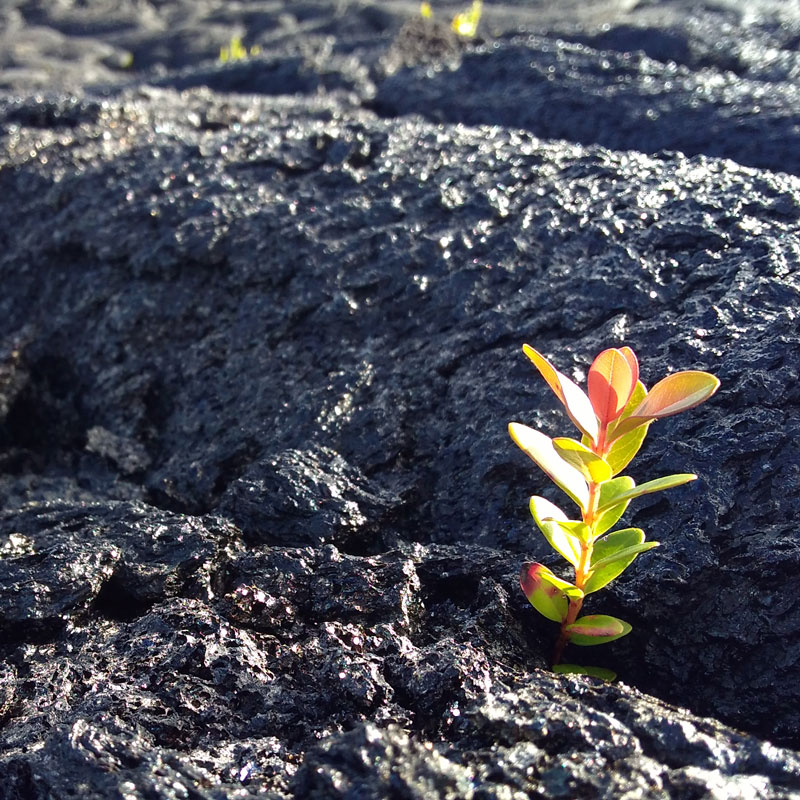Ohia tree in lava