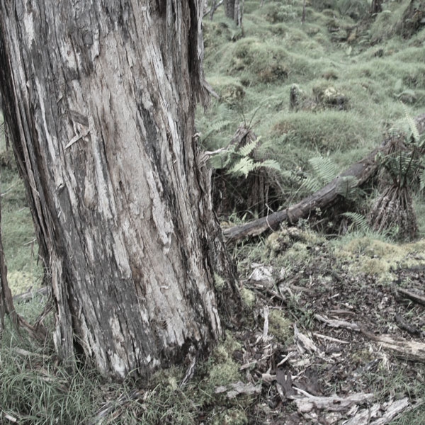 ROD tree with feral cattle wounds on bark