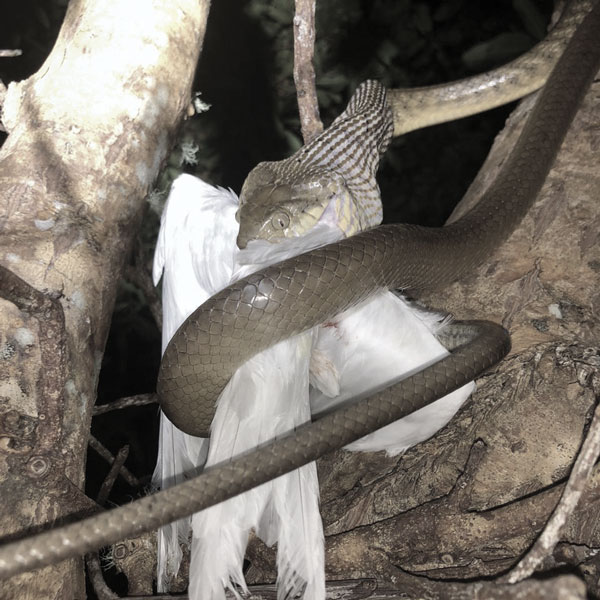 brown tree snake eating tern