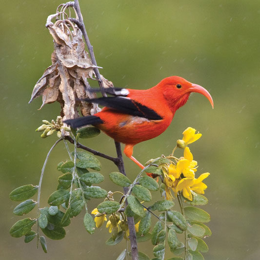 Native honeycreeper