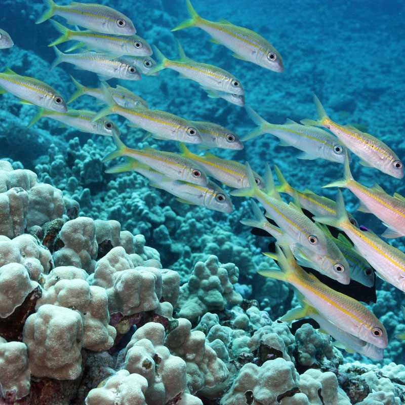 Native coral and goatfish